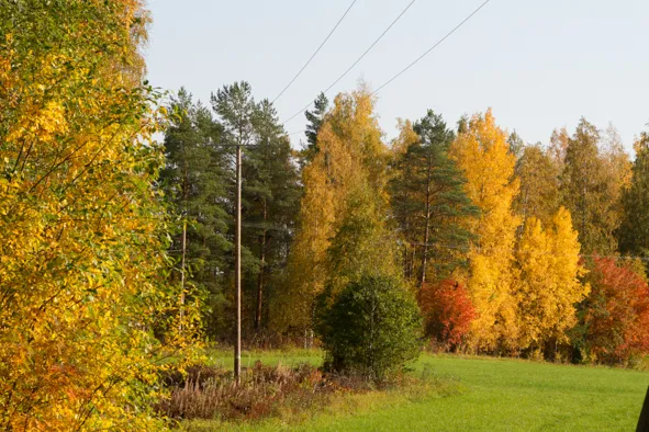 Sähkölinja syksyllä