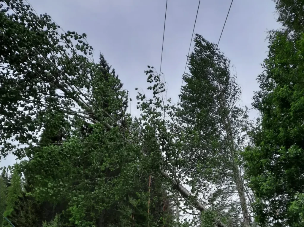 Vieno-myrskyn tuhoja. Kuvaaja Tero Savilahti
